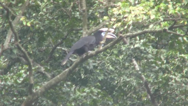 Black-casqued Hornbill - ML201714891