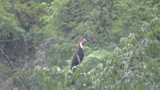 Black-casqued Hornbill - ML201714911