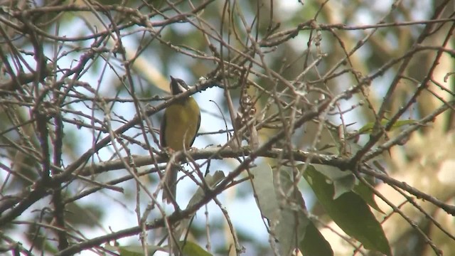 Apalis Gorjinegro - ML201714981