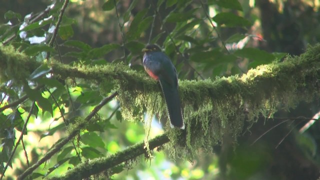 Çizgili Kuyruklu Trogon - ML201715011