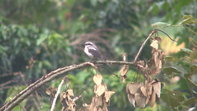 Mackinnon's Shrike - ML201715021