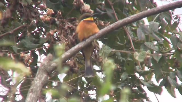 Guêpier montagnard - ML201715031