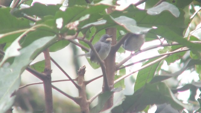 White-chinned Prinia - ML201715041