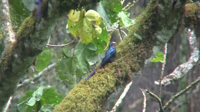 White-headed Woodhoopoe (bollei/jacksoni) - ML201715081