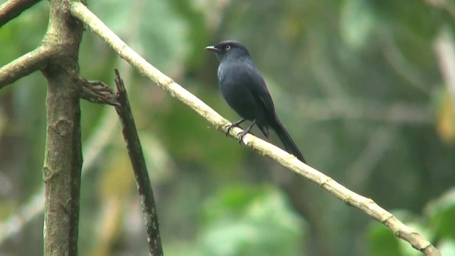 Yellow-eyed Black-Flycatcher - ML201715091