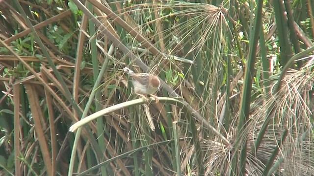 Cistícola de Carruthers - ML201715101