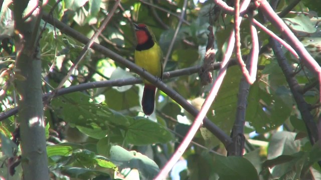 Doherty's Bushshrike - ML201715121