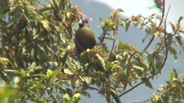 Rwenzori Turaco (Kivu) - ML201715171