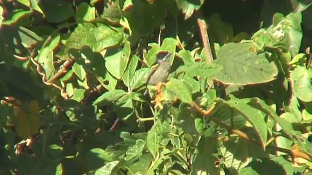 Western Tinkerbird (Eastern) - ML201715181