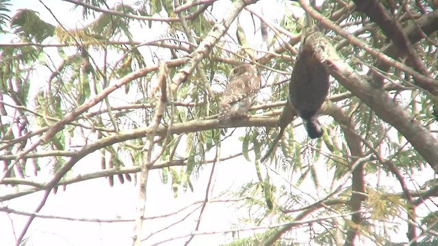 Bearded Woodpecker - ML201715201