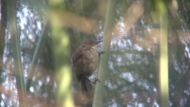 Greater Swamp Warbler - ML201715221