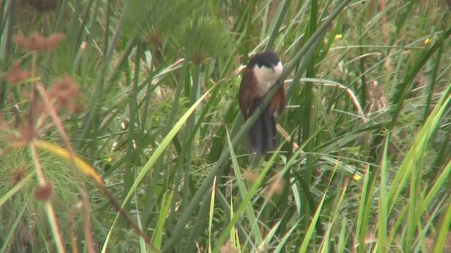 Blue-headed Coucal - ML201715261