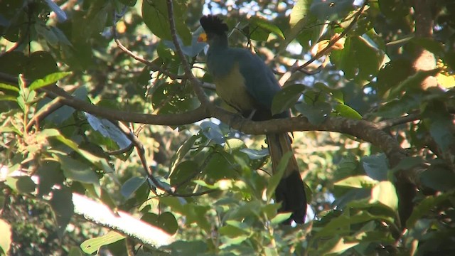 Great Blue Turaco - ML201715301