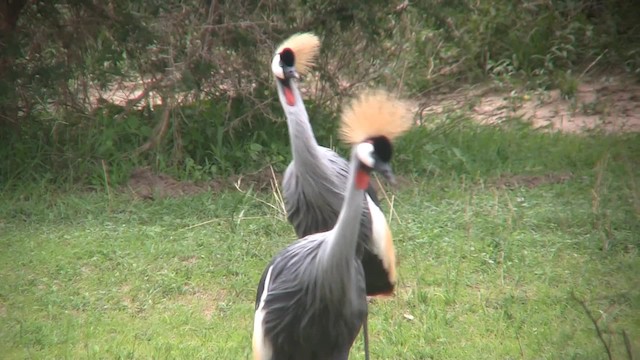 Grulla Coronada Cuelligrís - ML201715311