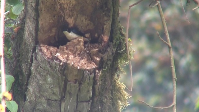 Sharpe's Starling - ML201715321