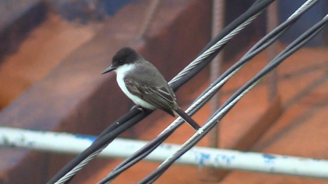 オジロハイイロタイランチョウ（caudifasciatus グループ） - ML201715331