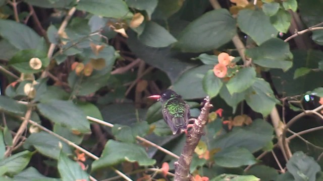 kolibřík červenozobý - ML201715341