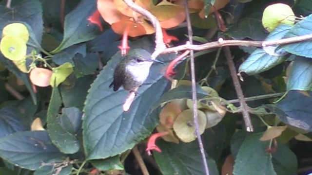 Vervain Hummingbird - ML201715351