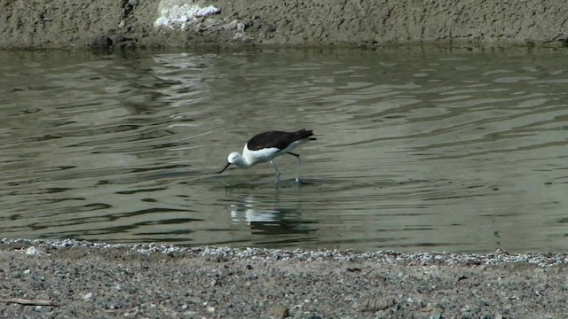 Andean Avocet - ML201715481