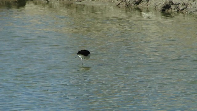 Andean Avocet - ML201715491