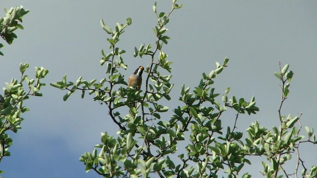 Many-colored Chaco Finch - ML201715501