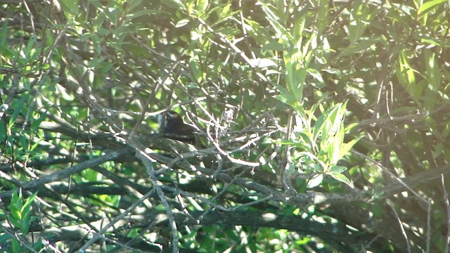 White-browed Tapaculo - ML201715521