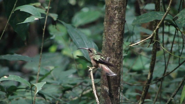 Rufous-breasted Hermit - ML201715561