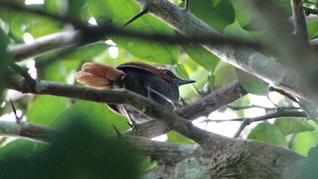 Pinto's Spinetail - ML201715611