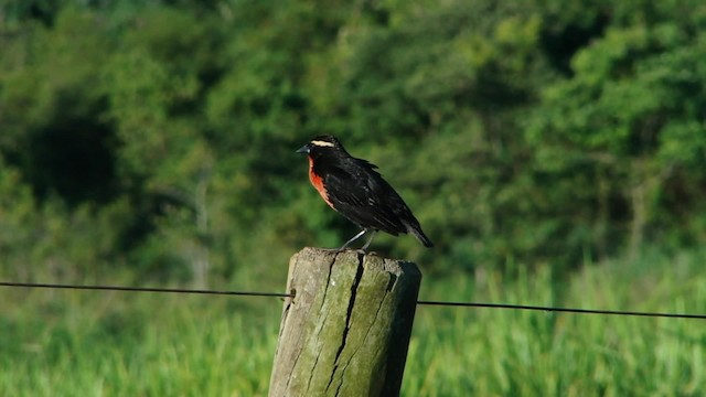 White-browed Meadowlark - ML201715621