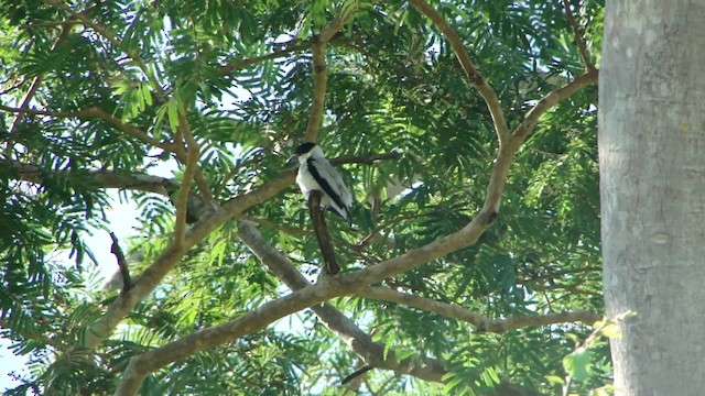 Black-crowned Tityra - ML201715631