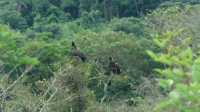 Horned Screamer - ML201715651