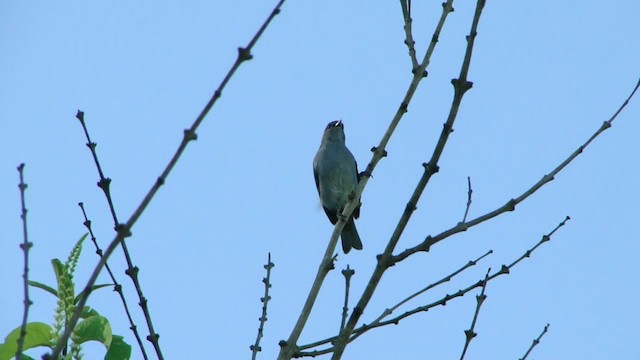 Chestnut-vented Conebill - ML201715671