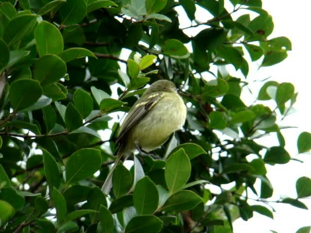 Restinga Tyrannulet - ML201715701