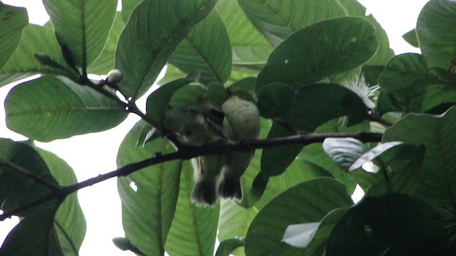 Restinga Tyrannulet - ML201715711