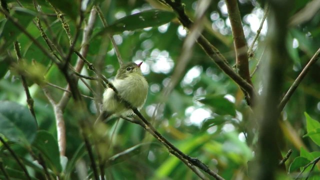 Restinga Tyrannulet - ML201715721