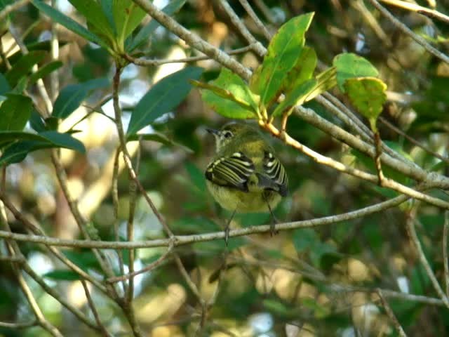 Restinga Tyrannulet - ML201715741