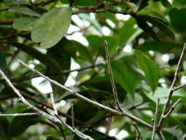 Restinga Tyrannulet - ML201715751