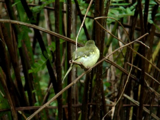 Restinga Tyrannulet - ML201715761