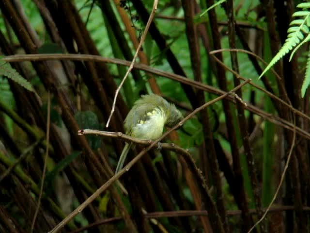 Restinga Tyrannulet - ML201715771