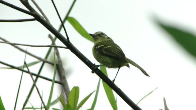 Restinga Tyrannulet - ML201715781