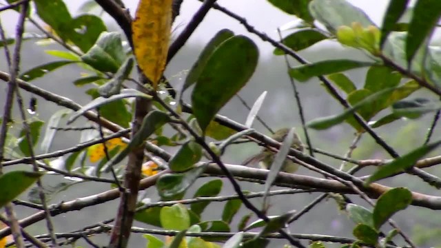 Restinga Tyrannulet - ML201715791