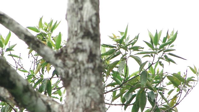 Restinga Tyrannulet - ML201715801