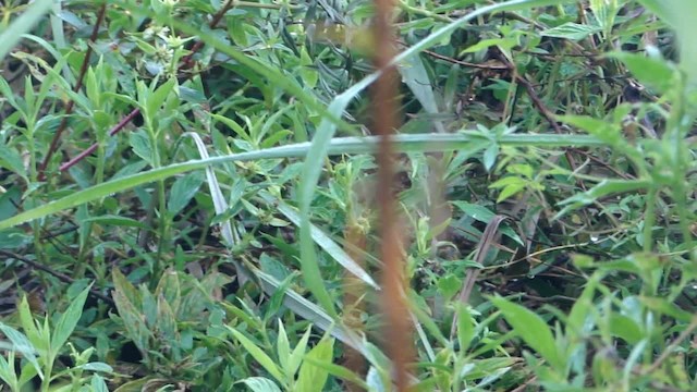 Rufous-sided Crake - ML201715821