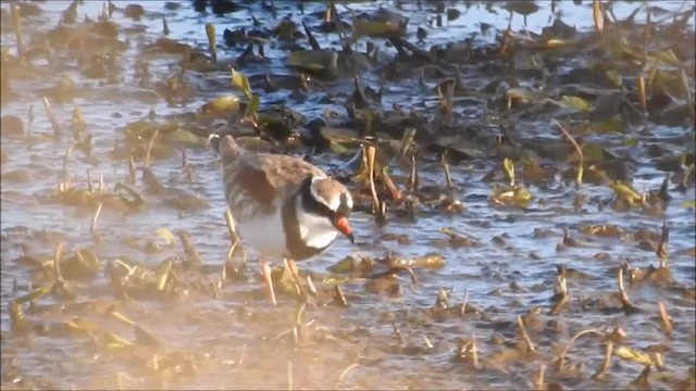 Black-fronted Dotterel - ML201715841