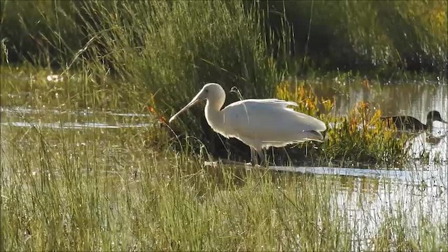 Yellow-billed Spoonbill - ML201715851