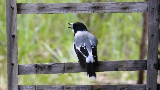 Silver-backed Butcherbird - ML201715931