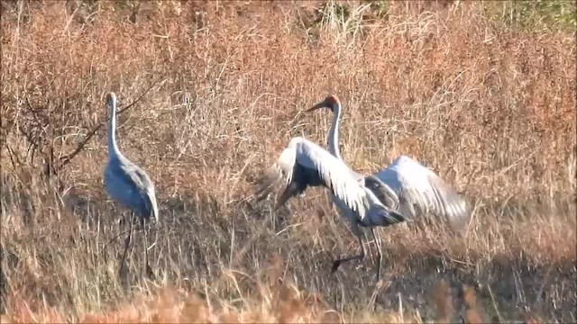 Grulla Brolga - ML201715941