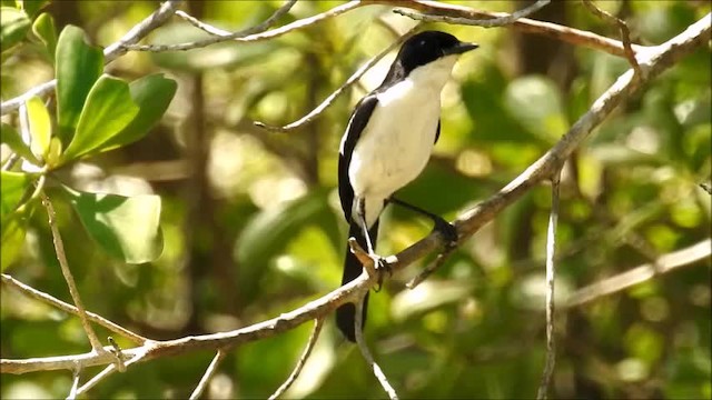 Timor Bushchat - ML201716021