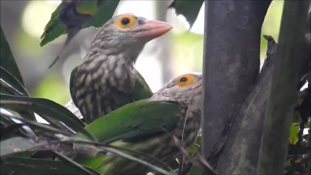 Kırçıllı Barbet - ML201716141