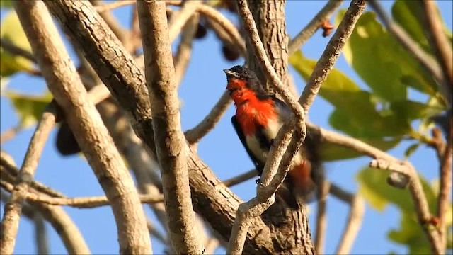 Mistletoebird - ML201716201